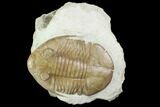 Asaphus Platyurus Trilobite - Russia #99243-1